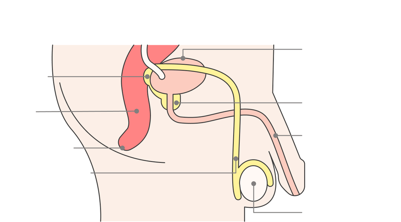 položaj žlijezde prostate i njezinih struktura